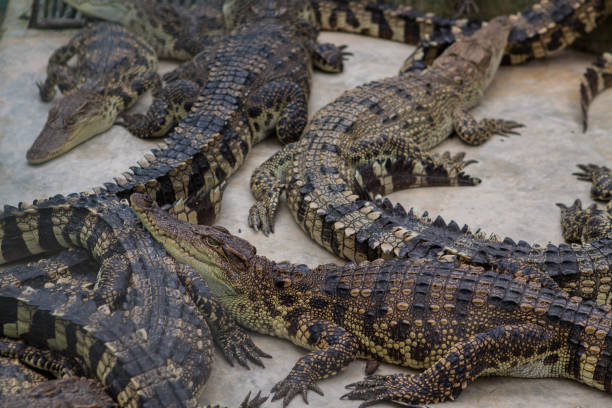 istock Crocodile in the farm. 1238832944