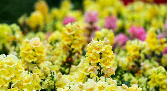 Yellow snapdragons blossoming in the park.