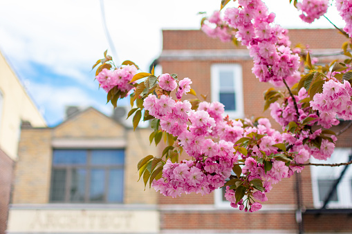 A closeup image of blooming pink cherry blossom flowers on a cherry blossom tree during spring with old brick buildings in the background