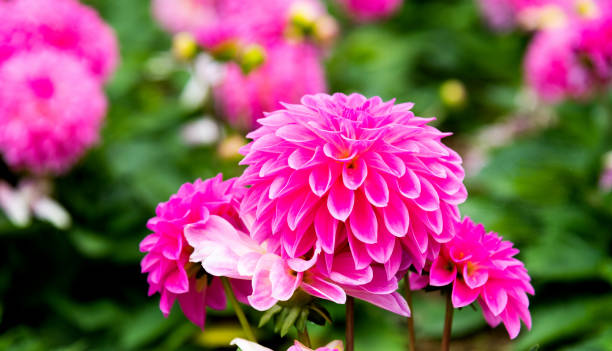 istock Pink dahlias blossoming in the park 1238871458