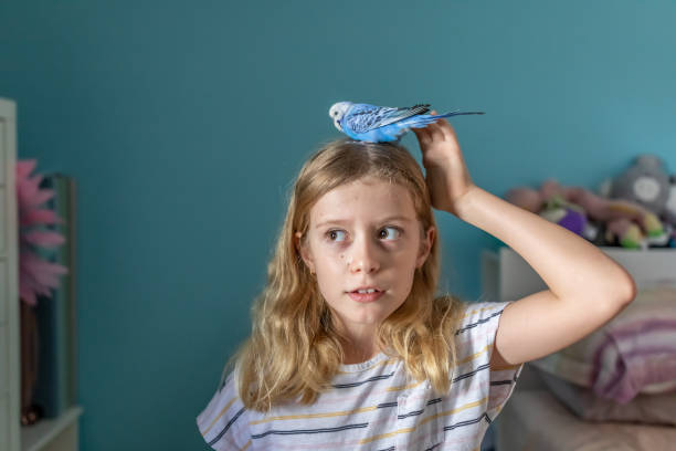 chica joven jugando con pet budgerigar - parrot young animal human hand cute fotografías e imágenes de stock