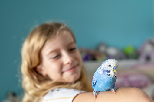 Young Girl Playing With Blue and White Pet Budgerigar In Her Bedroom