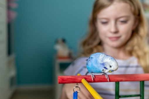 Young Girl Playing With Blue and White Pet Budgerigar In Her Bedroom