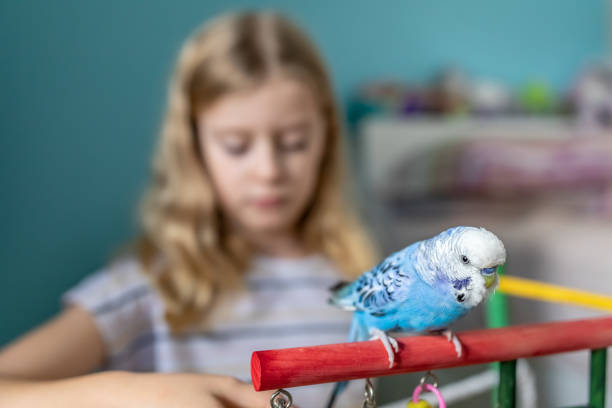 istock Young Girl Playing With Pet Budgerigar 1238884334