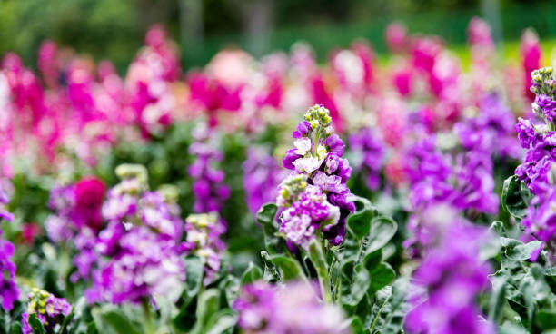 istock Beautiful violets blossoming in the park 1238898630