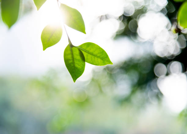 istock Close up of green leaves background 1238909551