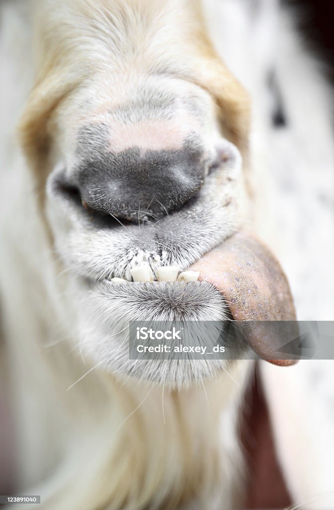 Забавный Дразнить коза - Стоковые фото Коза - Копытное животное роялти-фри