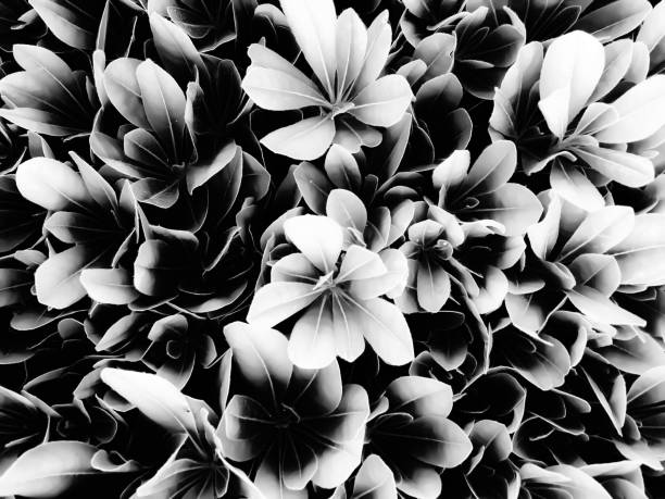 closeup succulent leaves texture in black and white