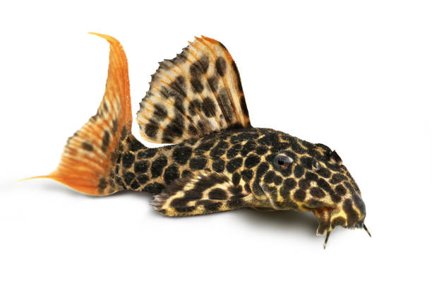 leopard cactus pleco poissons d’aquarium pseudacanthicus leopardus - ancistrus photos et images de collection
