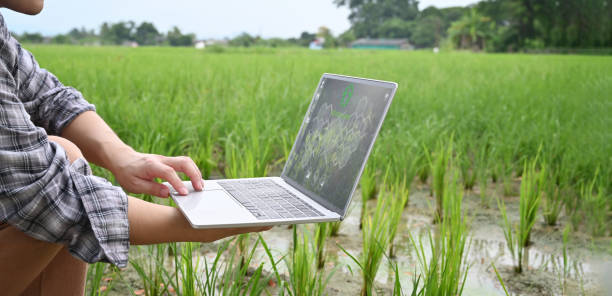 istock Cropped image of young smart farmer holding a computer laptop with visual icon on screen over rice field as background. Agriculture technology concept. 1238963983