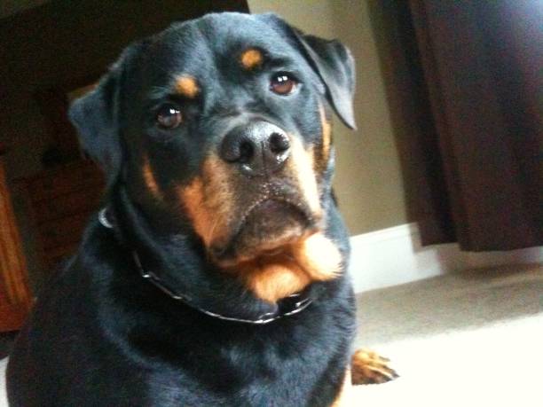 istock Rottweiler Portrait 1238969442