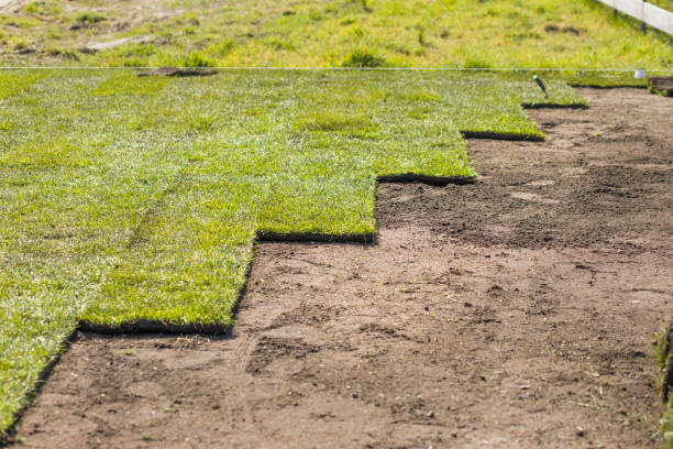 istock Grass garden, new young grass from the roll 1239011059