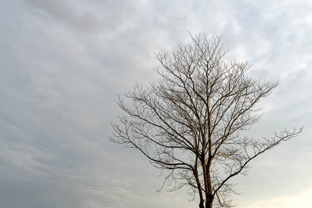 istock Close up the branch of death tree with space cloud 1239023642