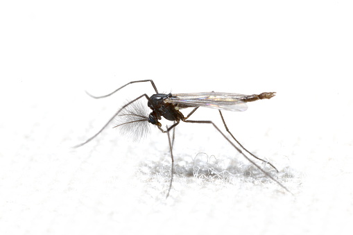 A profile view of a grooming male midge with prominant sensilla on his antennae