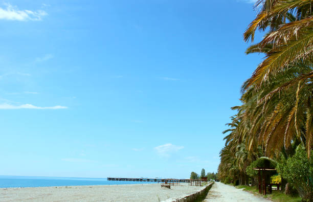 istock Subtropical coast against the sky. 1239035396