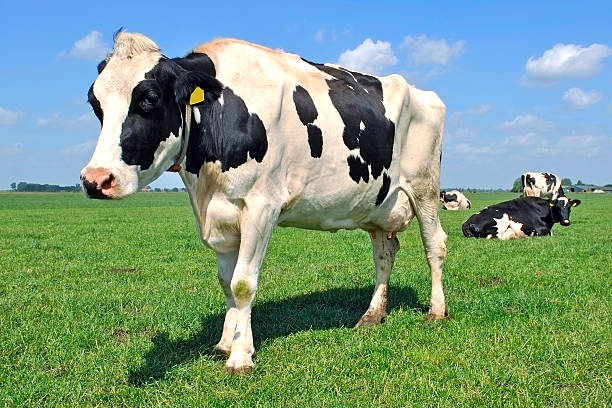 istock Black and white cow on farmland 123904247