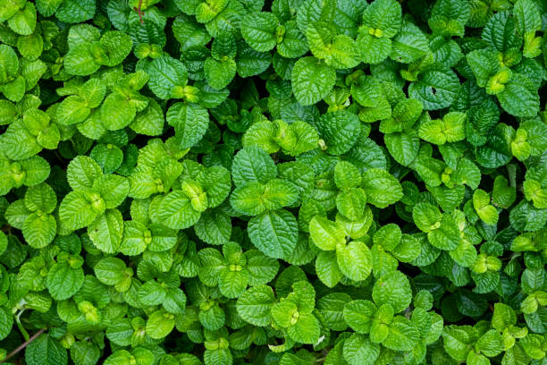 Green leaves background of creeping charlie or Pilea nummulariifolia, a perennial evergreen plant. Green leaves background of creeping charlie or Pilea nummulariifolia, a perennial evergreen plant. pilea nummulariifolia stock pictures, royalty-free photos & images