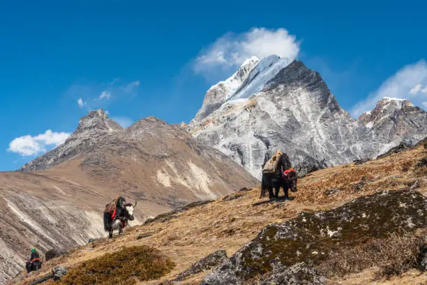 Black Yaks walking on hill in Everest base camp trekking route, Himalaya mountains range in Nepal, Asia