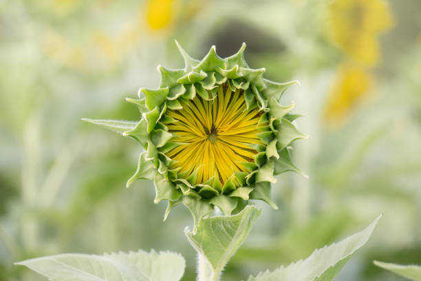 istock Close up of sunflower 1239065264