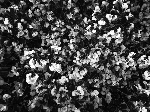 blooming flowers garden background in black and white