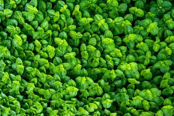 Green leaves background of creeping charlie or Pilea nummulariifolia, a perennial evergreen plant. Green leaves background of creeping charlie or Pilea nummulariifolia, a perennial evergreen plant. pilea nummulariifolia stock pictures, royalty-free photos & images