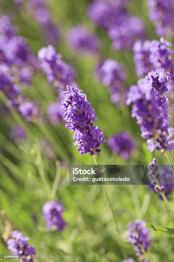 Flores de lavanda - Foto de stock de Arbusto royalty-free