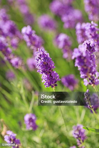 Foto de Flores De Lavanda e mais fotos de stock de Arbusto - Arbusto, Cabeça da flor, Campo