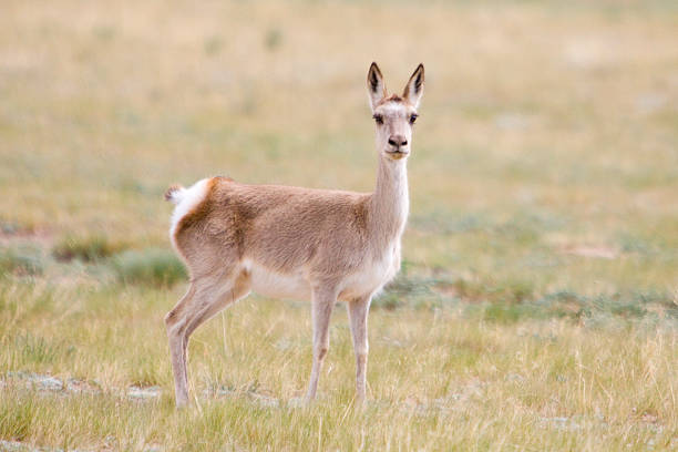 wild gazelle staring The Tibetan gazelle is staring in the summer of China bushbuck stock pictures, royalty-free photos & images