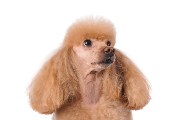 istock studio portrait of the dog on a white background 1239096191