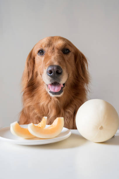 Golden Retriever with fresh honeydew in front of it