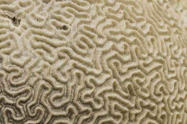 istock old coral fossil texture 1239099890