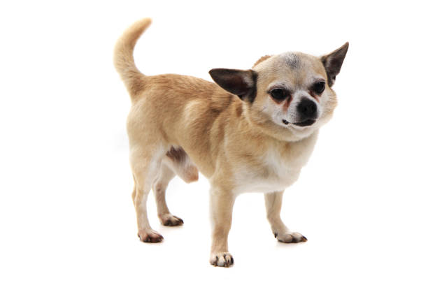 istock short hair chihuahua 1239100267