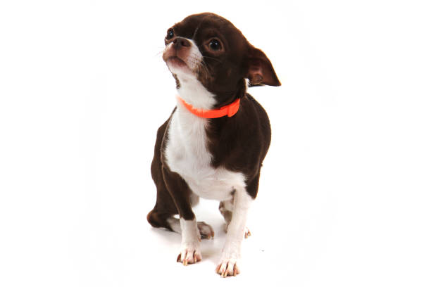 istock short hair chihuahua 1239100425