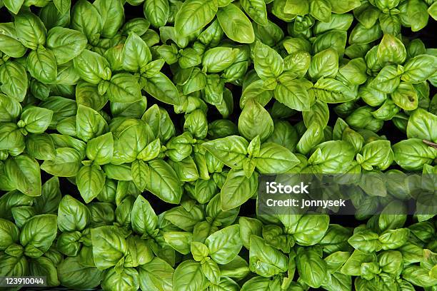 Sweet Basil Background Stock Photo - Download Image Now - Aromatherapy, Basil, Color Image