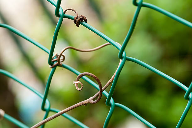 gate and tendrils detail of a metal fence with a vine tendril alambrada stock pictures, royalty-free photos & images