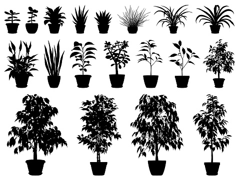 Set of vector silhouettes of potted plants. Ficus, Spathiphyllum, Chlorophytum, Sansevieria, Crassula, Aloe