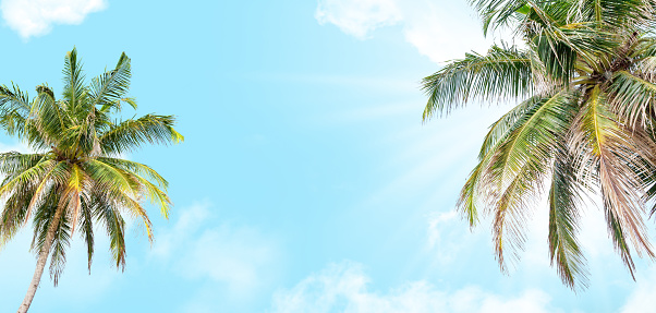 Summer tropical hot day backdrop with palm and blue sunny sky. Wide template background