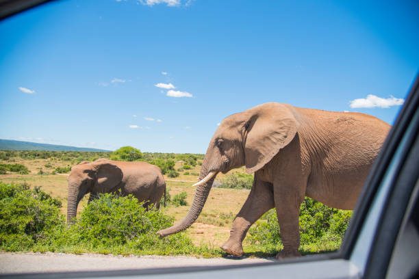 istock African Elephant from Addo National Park 1239127441