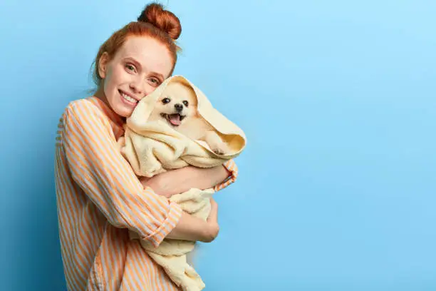 cute ginger smiling girl embracing her dog, pet lover holding dog after taking a shower. close up portrait, isolated blue background, studio shot.copy space