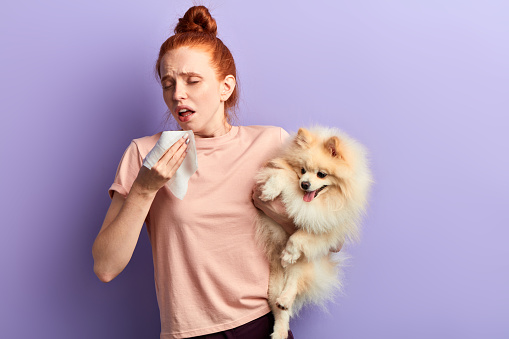 young attractive ginger girl suffering from pet allergy. close up portrait, isolated blue background, studio shot.
