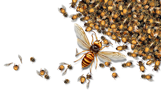Giant Hornet Predator Attacking Bees as a Murder hornet or Asian giant insect that kills honeybees as an animal concept for an invasive speciesin a 3D illustration style.
