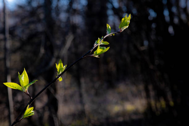 istock Young green leaves on a thin branch in the sun. 1239138199
