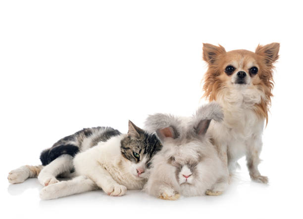 istock rabit, cat and chihuahua 1239145309