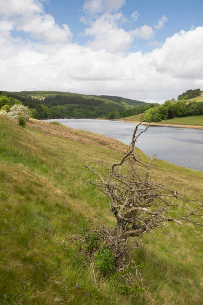 istock A small dead tree in the foreground, next to Ladybower reservoir 1239152799