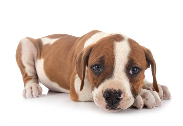 istock puppy american bulldog 1239154938