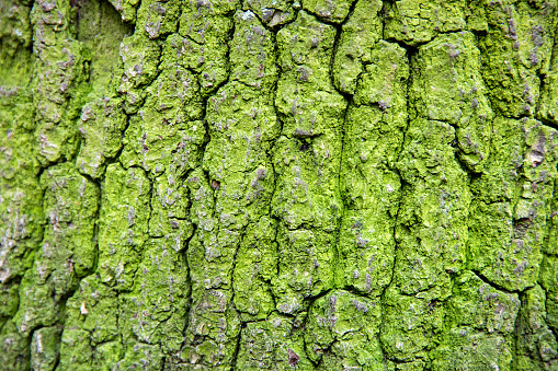 Tree trunk with green moss. Forest and wilderness.