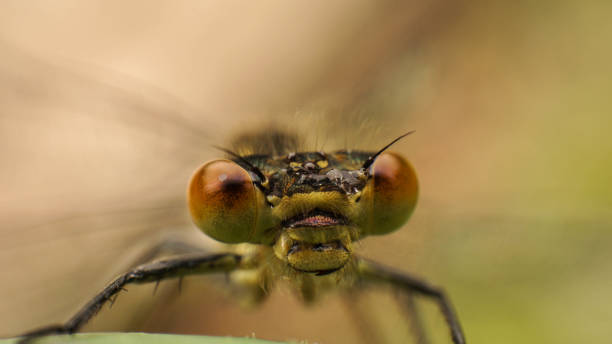 istock amazing yellow dragonfly eyes shot close-up, selective focus image 1239166852