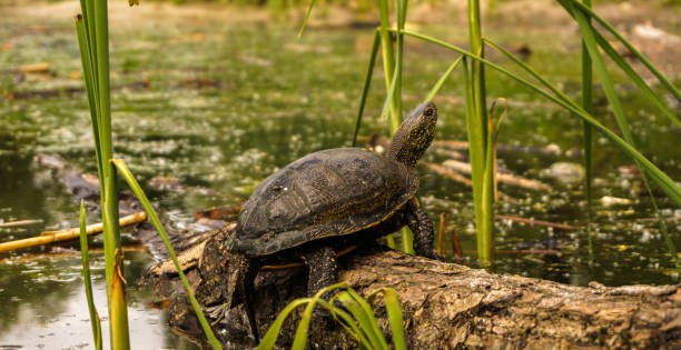 istock Brown turtle basking in the summer sun 1239167449