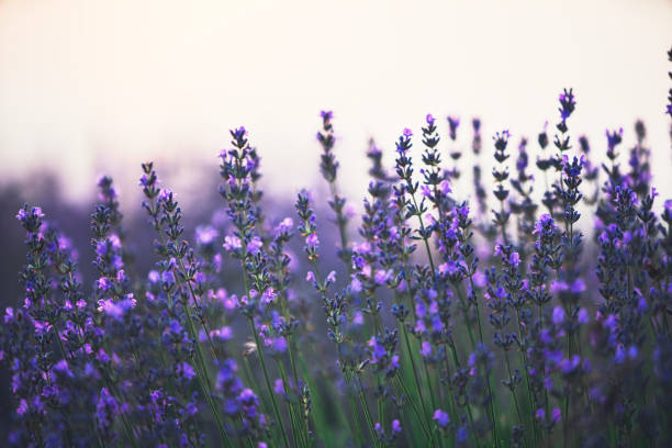istock Lavender flower in the field 1239170595