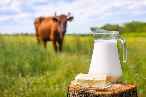 milk in glass jug and butter on wooden stump with grazing cow on the meadow as background